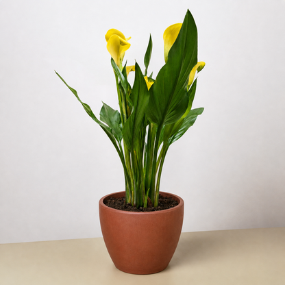 Calla Lily 6in plant with yellow blooms and glossy green leaves in terracotta pot on Tampa Home & Garden Store