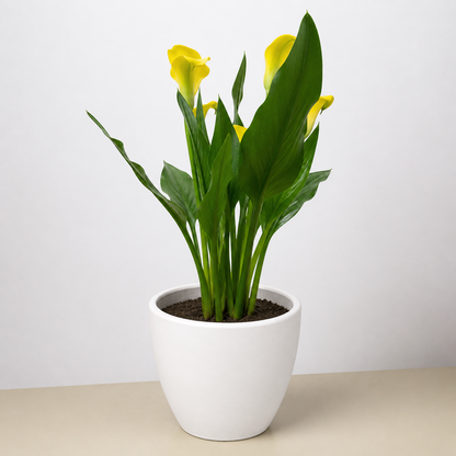 Calla Lily plant with yellow blooms and glossy green leaves in a white pot House Plant Shop on Tampa Home & Garden Store