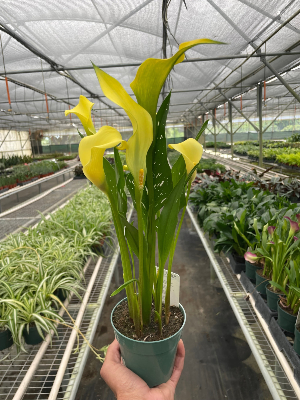 Calla Lily plant in a green 6-inch pot with bright yellow blooms, House Plant Shop on Tampa Home & Garden Store