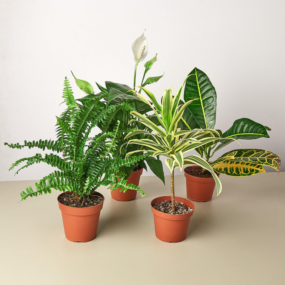 Air Purifying Variety Bundle: two 4-inch plants from House Plant Shop with lush green foliage in terracotta pots on Tampa Home & Garden Store