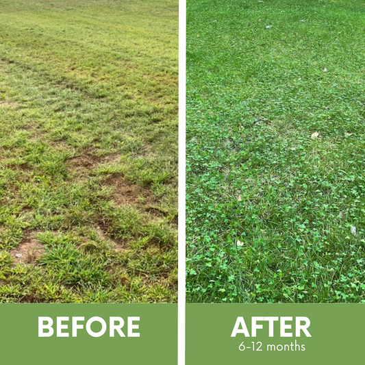 Micro Clover Easy Spread Shaker seeds; before and after lawn shows grass turning green clover on Tampa Home & Garden Store