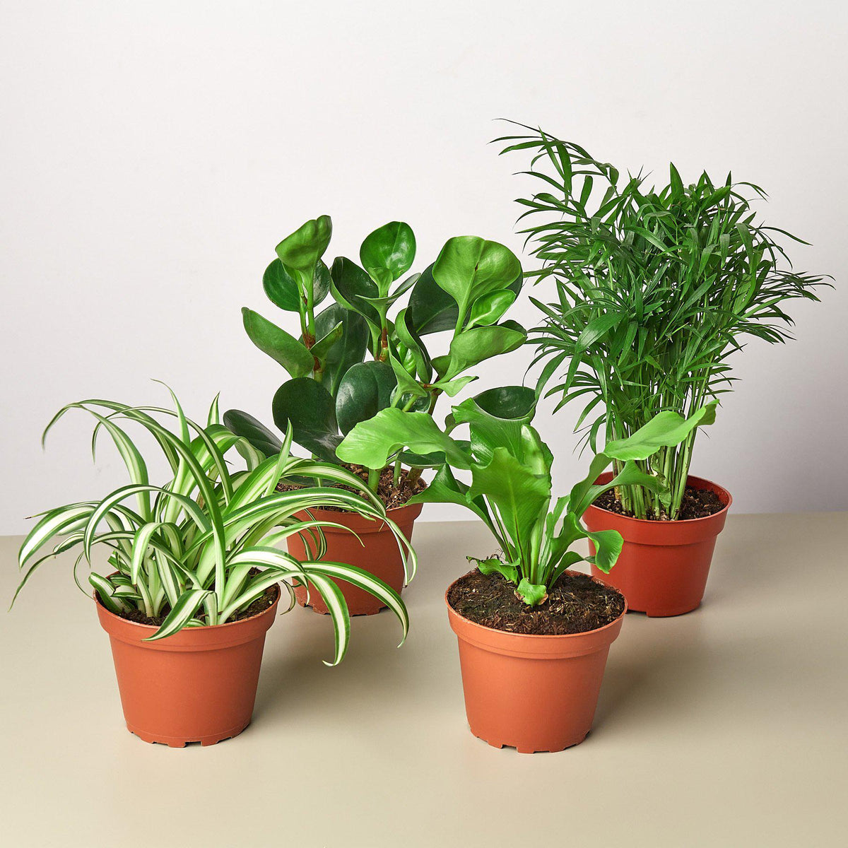 Pet Friendly Variety Bundle 6in plants: spider plant, rubber plant, parlor palm in pots on Tampa Home & Garden Store