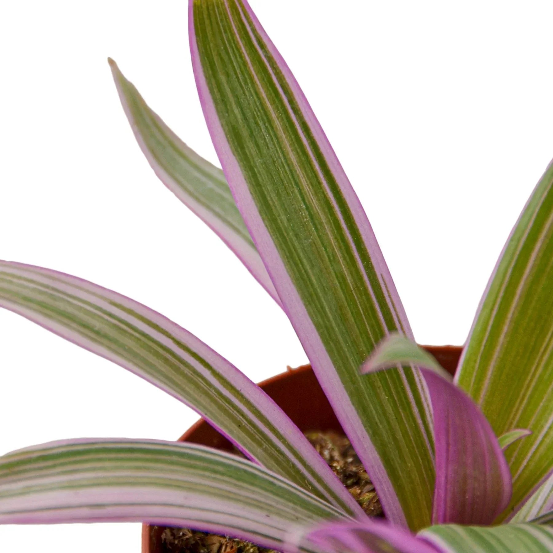Oyster Plant Moses in the Cradle with purple-edged variegated green leaves in a pot Rooted Treasures Farms on Tampa Home & Garden Store