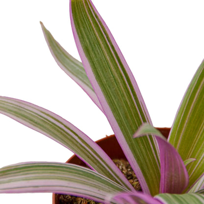 Oyster Plant Moses in the Cradle with purple-edged variegated green leaves in a pot Rooted Treasures Farms on Tampa Home & Garden Store
