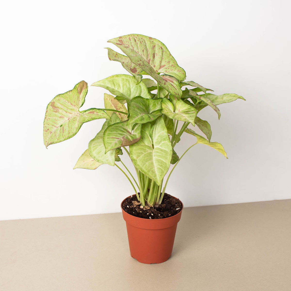 Syngonium Confetti houseplant with green and pink variegated leaves in a terracotta pot on Tampa Home & Garden Store