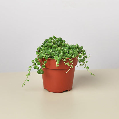 String of Pearls succulent with trailing bead leaves in a terracotta pot on Tampa Home & Garden Store