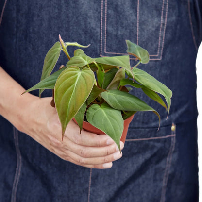 Philodendron Velvet 4-inch plant from Rooted Treasures Farms with velvety green leaves on Tampa Home & Garden Store