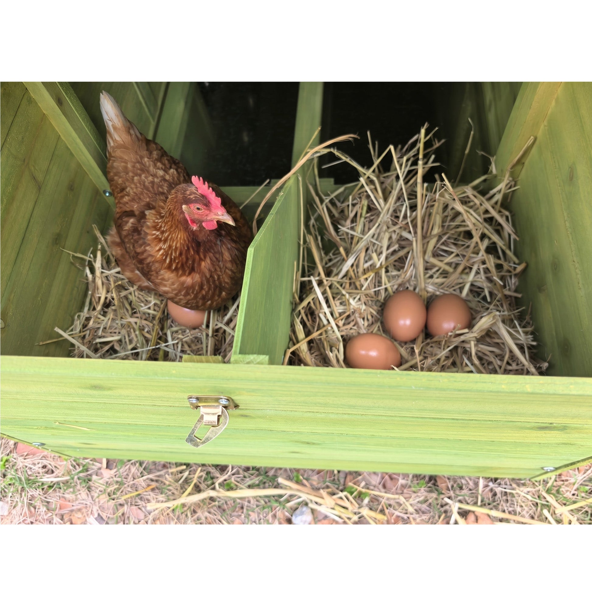 70in Automatic Chicken Coop with Solar-Powered Door interior shows brown hen among straw and eggs on Tampa Home & Garden Store