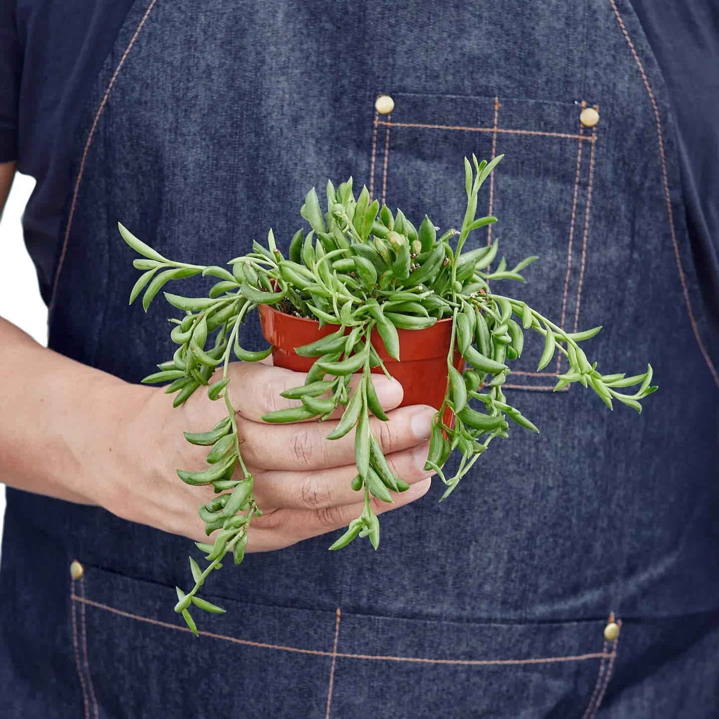 Succulent String of Bananas by Rooted Treasures Farms, trailing green leaves in a red pot on Tampa Home & Garden Store