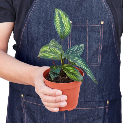 Calathea Beauty Star indoor plant with variegated leaves in pot on Tampa Home & Garden Store