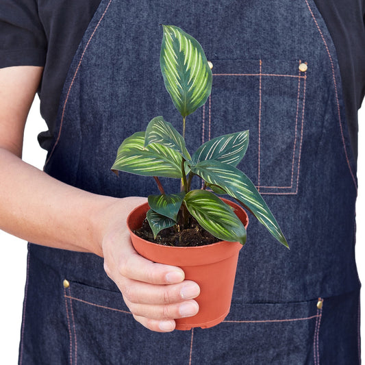 Calathea Beauty Star indoor plant with variegated leaves in pot on Tampa Home & Garden Store