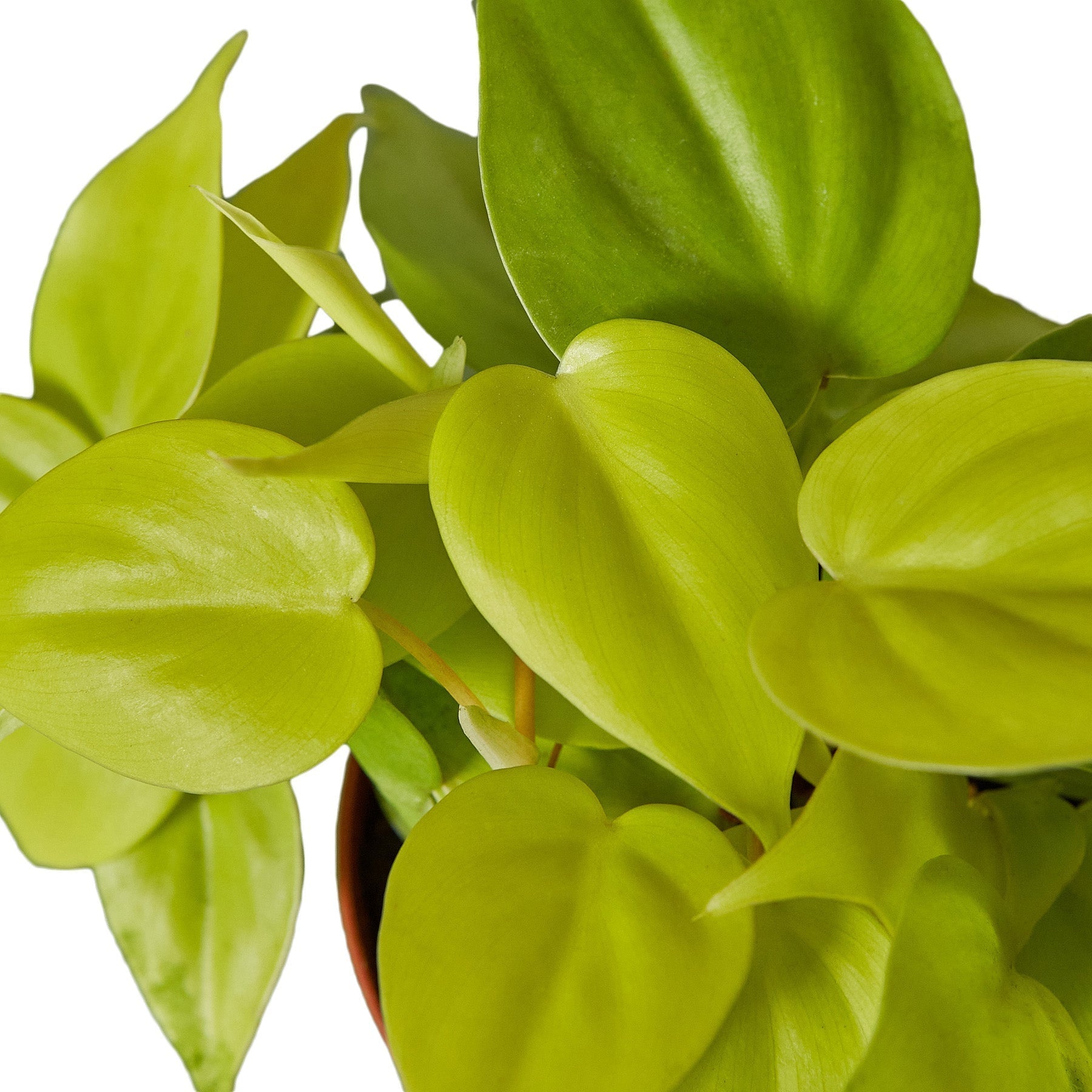 Philodendron Neon 4-inch plant with lime-green leaves from Rooted Treasures Farms on Tampa Home & Garden Store
