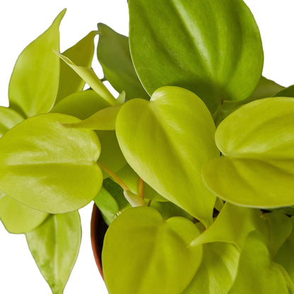 Philodendron Neon 4-inch plant with lime-green leaves from Rooted Treasures Farms on Tampa Home & Garden Store