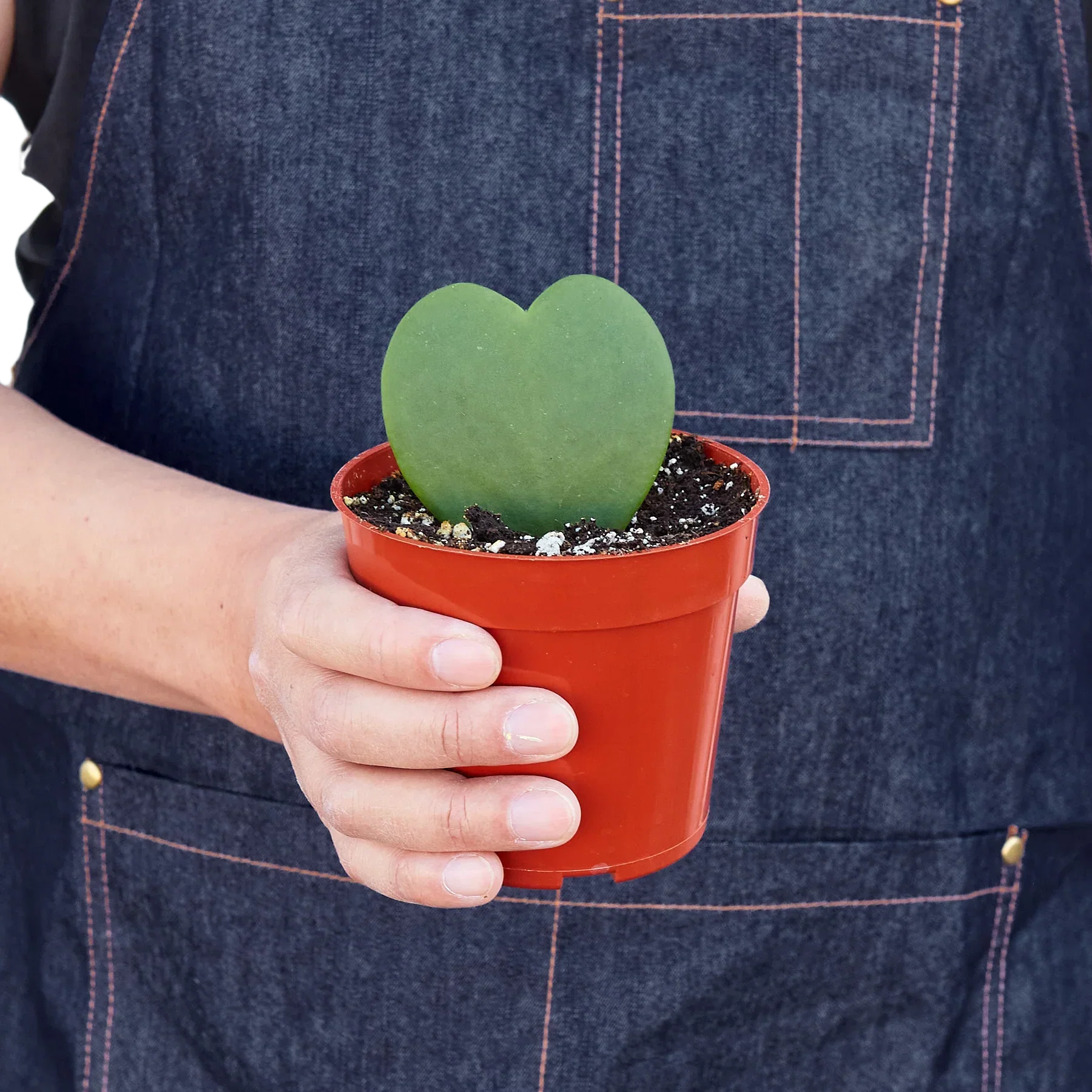 Hoya Sweetheart 4in plant in red pot with a heart-shaped leaf Rooted Treasures Farms on Tampa Home & Garden Store