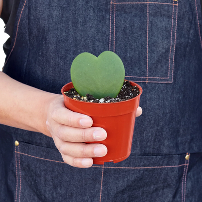 Hoya Sweetheart 4in plant in red pot with a heart-shaped leaf Rooted Treasures Farms on Tampa Home & Garden Store