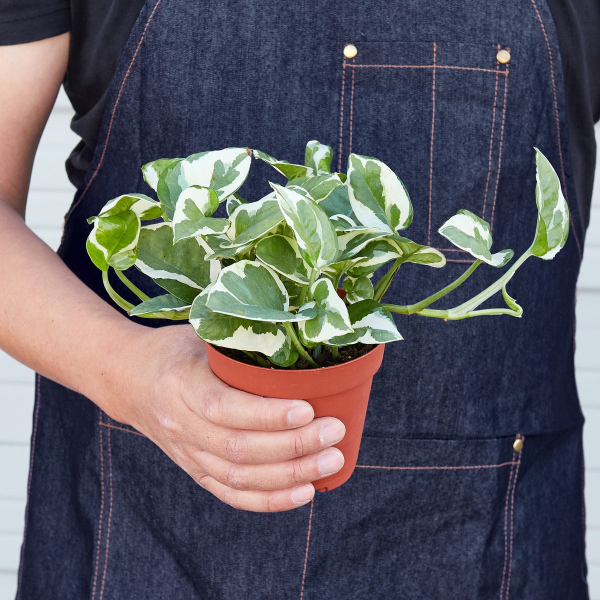 Pothos N'joy indoor plant variegated green and cream leaves in terracotta pot House Plant Shop on Tampa Home & Garden Store