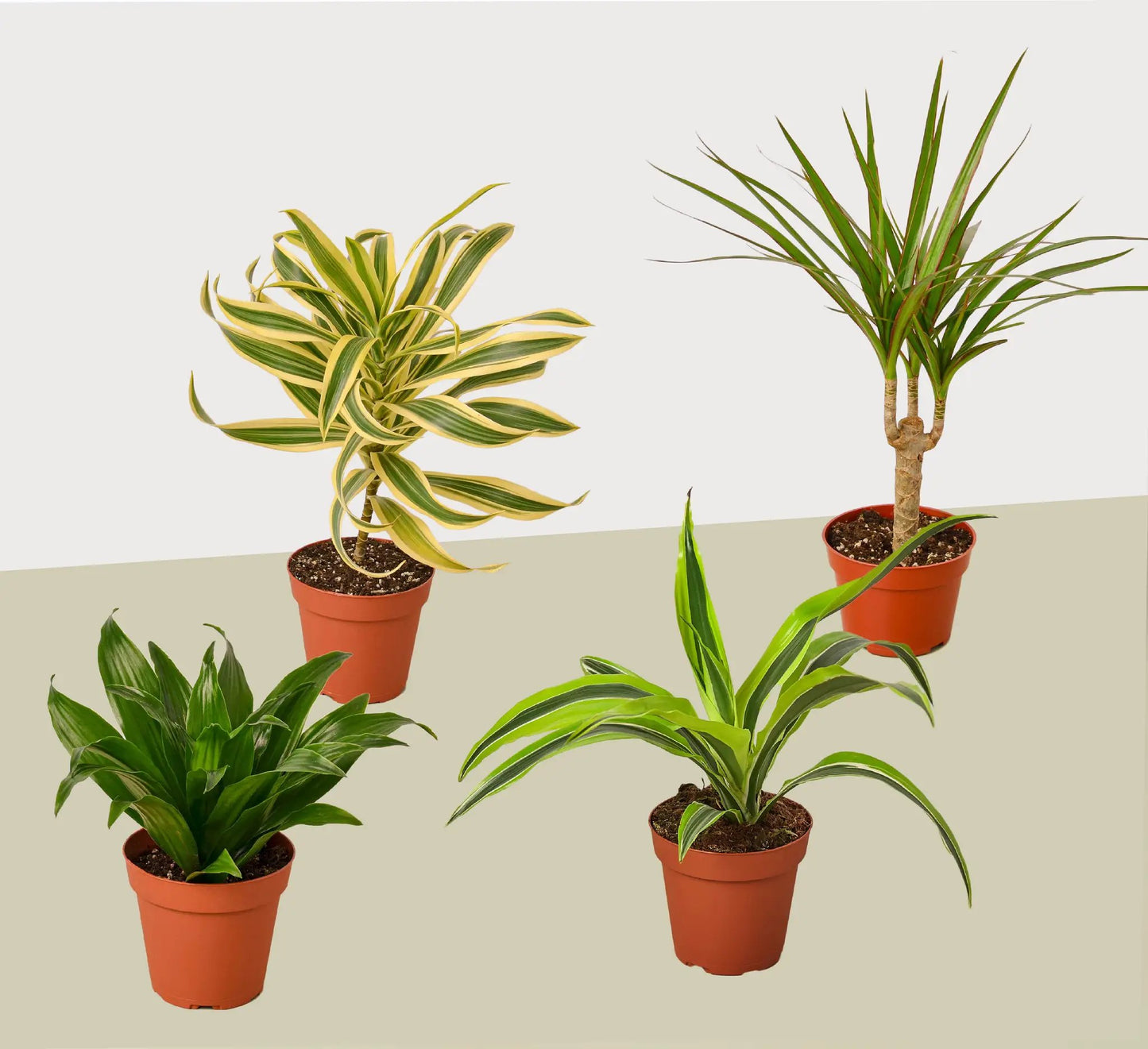 Four Dracaena Variety Pack House Plant 4 Inch Pot