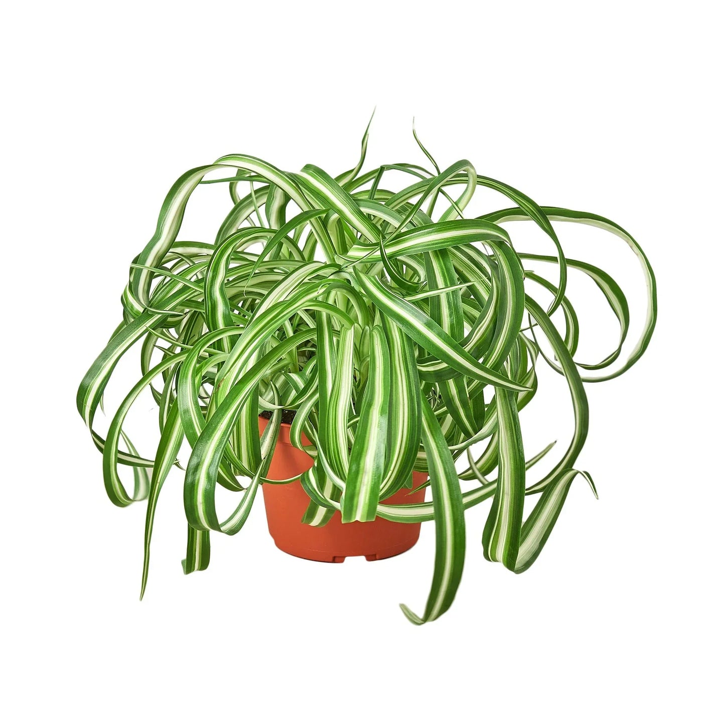 Spider Plant Bonnie in pot with variegated green and cream leaves Rooted Treasures Farms on Tampa Home & Garden Store
