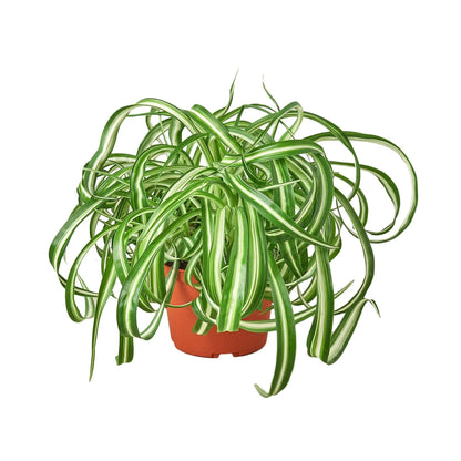 Spider Plant Bonnie in pot with variegated green and cream leaves Rooted Treasures Farms on Tampa Home & Garden Store