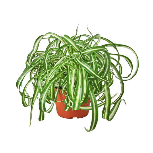 Spider Plant Bonnie in 6in orange nursery pot with variegated green and cream striped leaves on Tampa Home & Garden Store