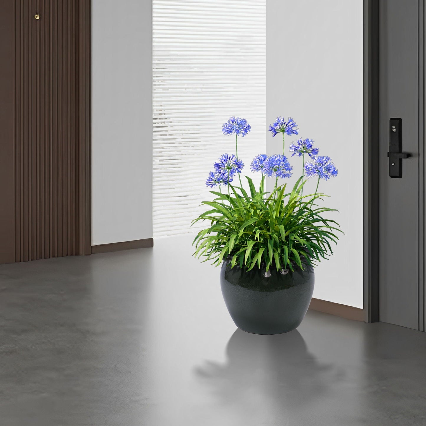 HouseOfZazla 3-piece ceramic flowerpot planter set with dark gray pots and blue allium blooms on Tampa Home & Garden Store