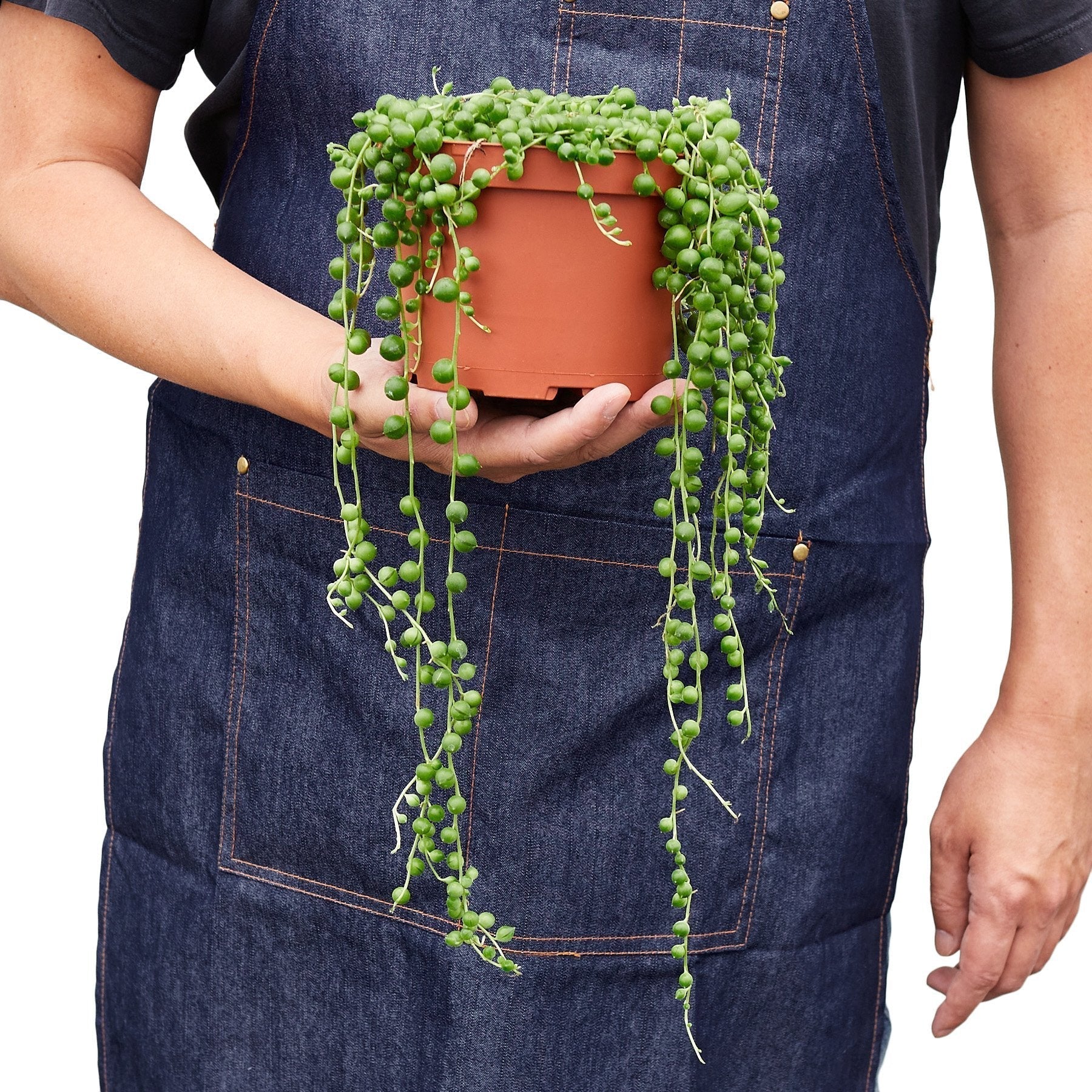 String of Pearls succulent in terracotta pot with trailing beads, Rooted Treasures Farms on Tampa Home & Garden Store
