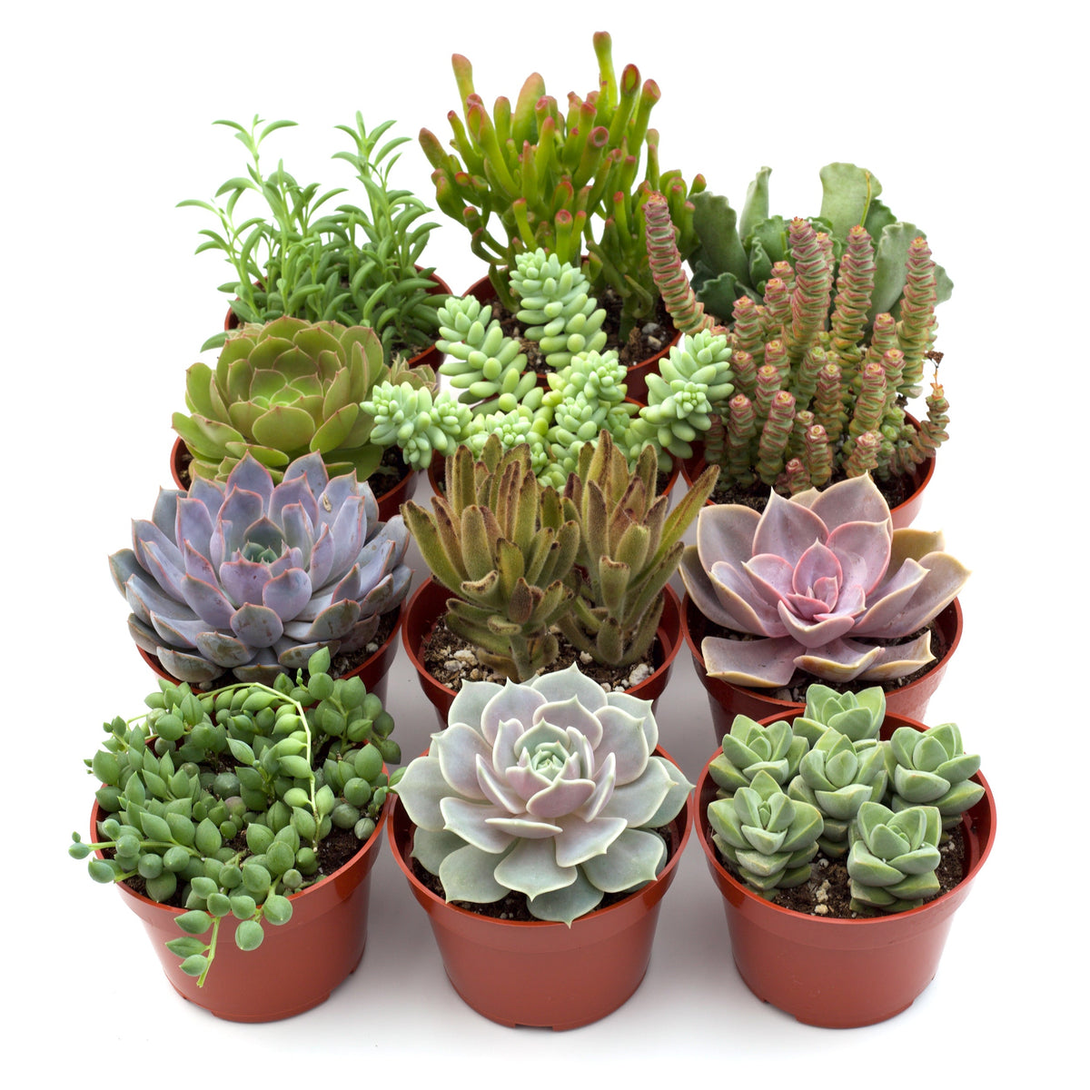 Assorted succulent variety in small pots; rosettes, trailing and columnar greens on Tampa Home & Garden Store