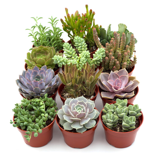 Assorted succulent variety in small pots; rosettes, trailing and columnar greens on Tampa Home & Garden Store