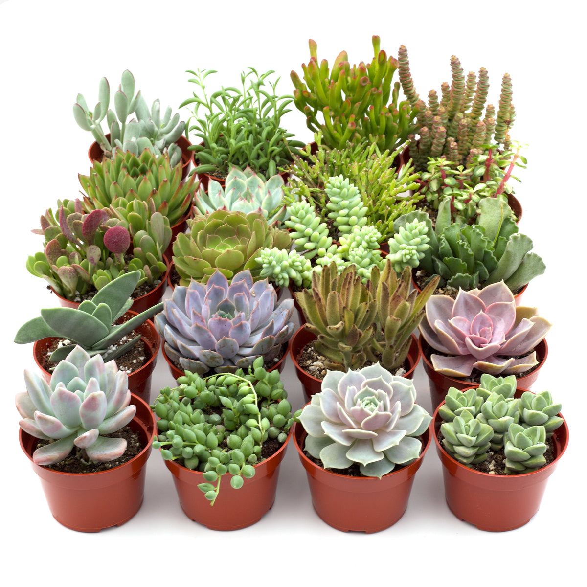 Assorted succulents in small terracotta pots; House Plant Shop variety with colorful rosettes on Tampa Home & Garden Store