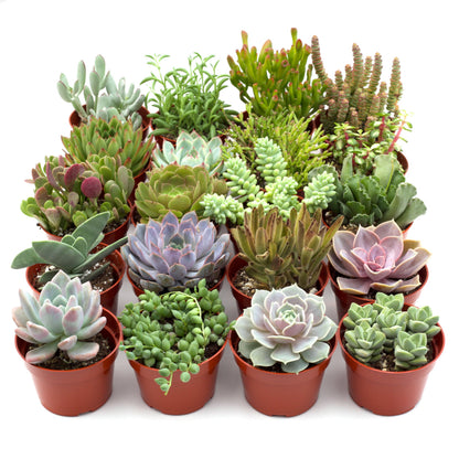 Assorted succulents in small terracotta pots; House Plant Shop variety with colorful rosettes on Tampa Home & Garden Store