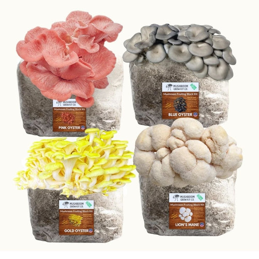 4 Pack - Premium Lion's Mane, Gold, Pink, and Blue Oyster Mushroom Fruiting Block Grow Kits - 20 LBS
