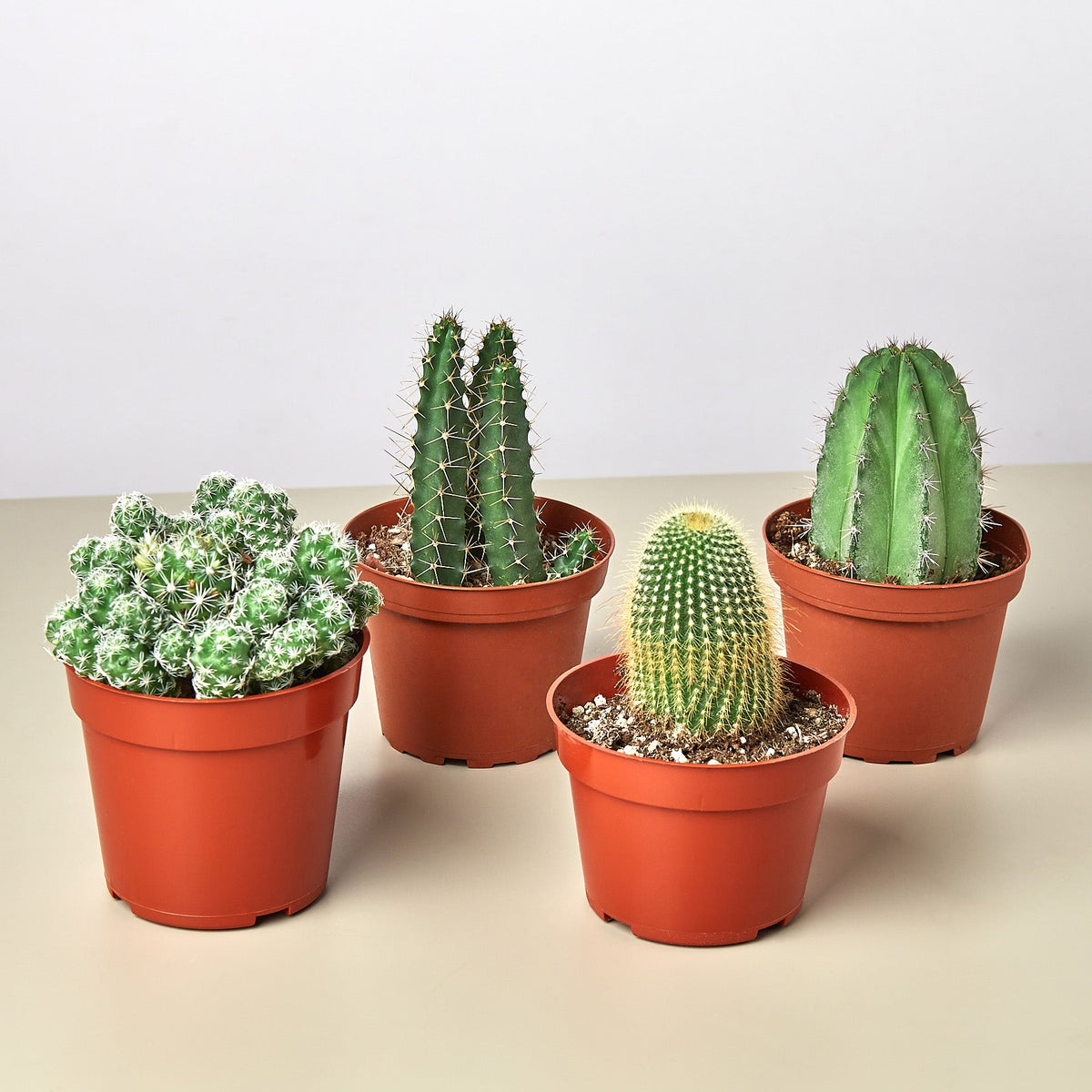 4 Cacti Bundle in 4.0 in terracotta pots; columnar and globe cacti from House Plant Shop on Tampa Home & Garden Store
