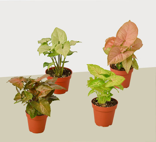 Syngonium arrowhead plants in 4-inch pots, 4-pack with green pink leaves, House Plant Shop on Tampa Home & Garden Store