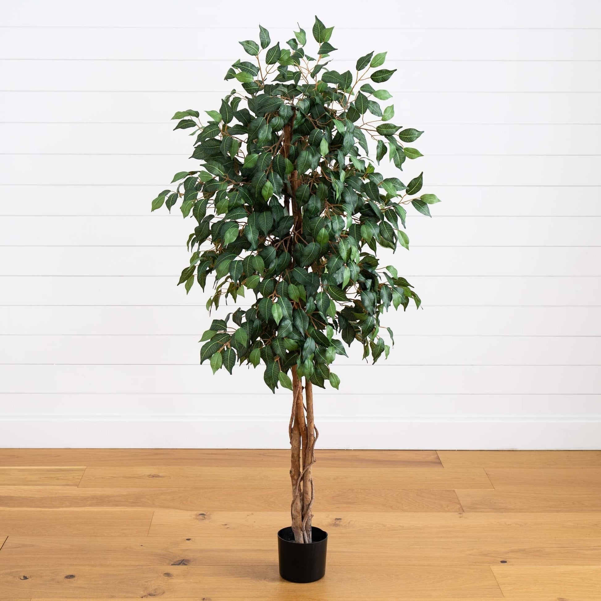 5' Ficus Silk Tree - Tampa Home & Garden Store