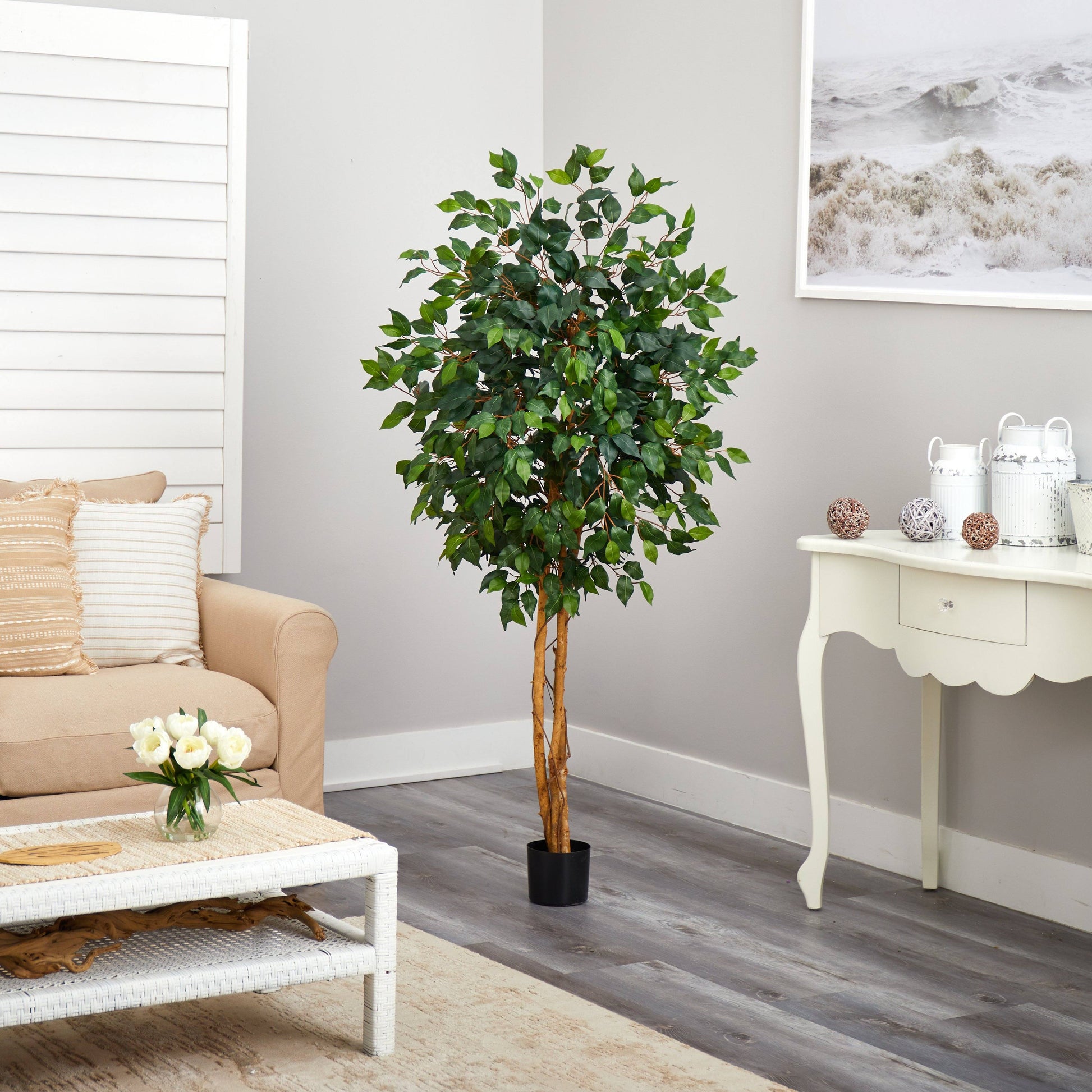 5' Ficus Silk Tree - Tampa Home & Garden Store