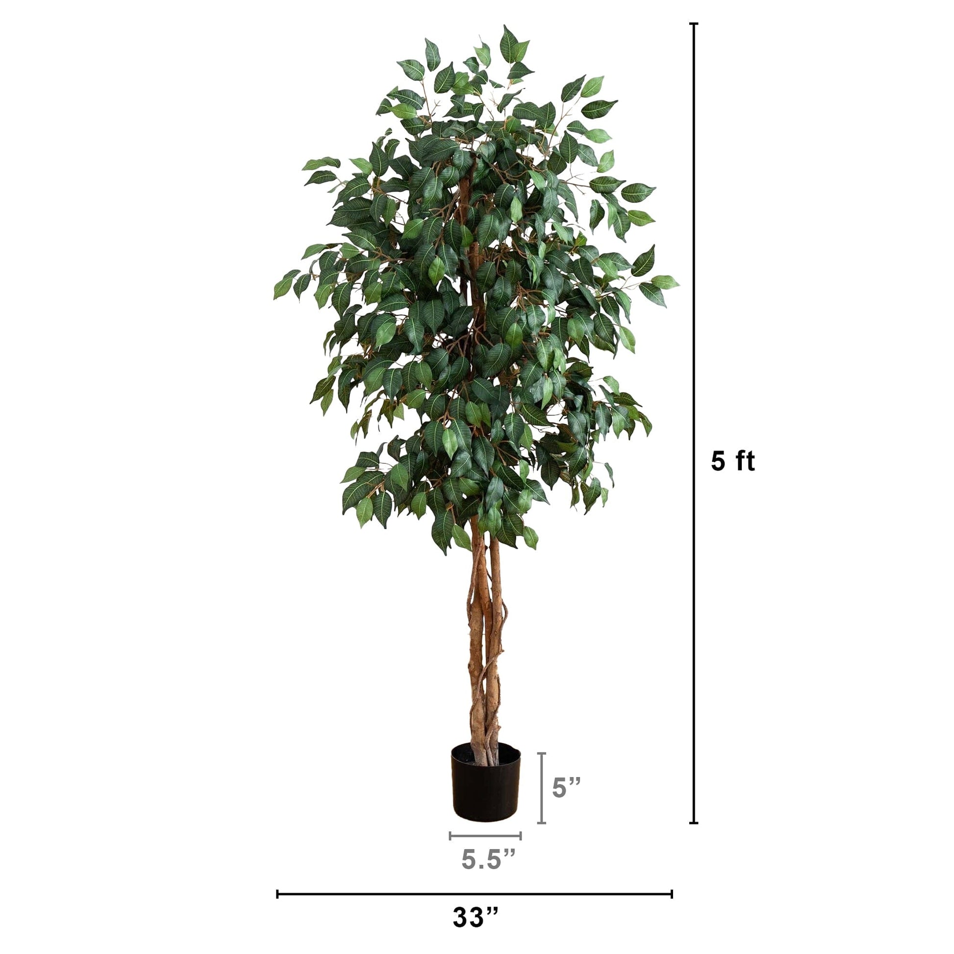 5' Ficus Silk Tree - Tampa Home & Garden Store