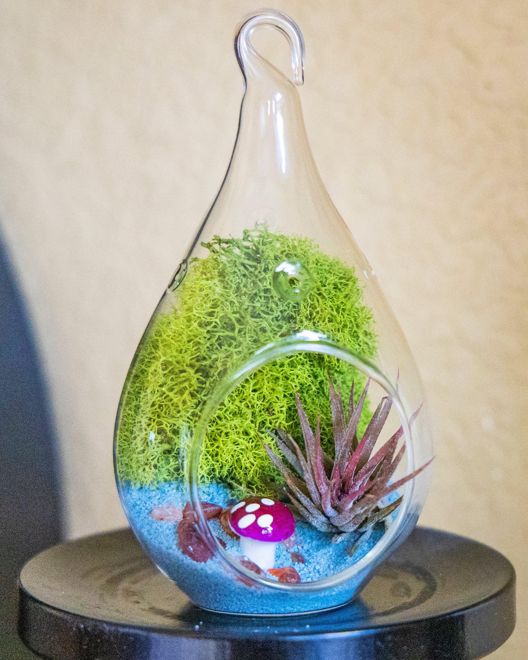 5" Glass Air Plant Terrarium Kit | Tear Drop - Tampa soil911.com