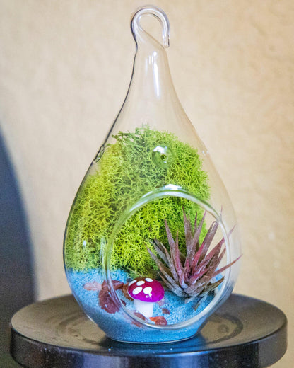 5" Glass Air Plant Terrarium Kit | Tear Drop - Tampa soil911.com