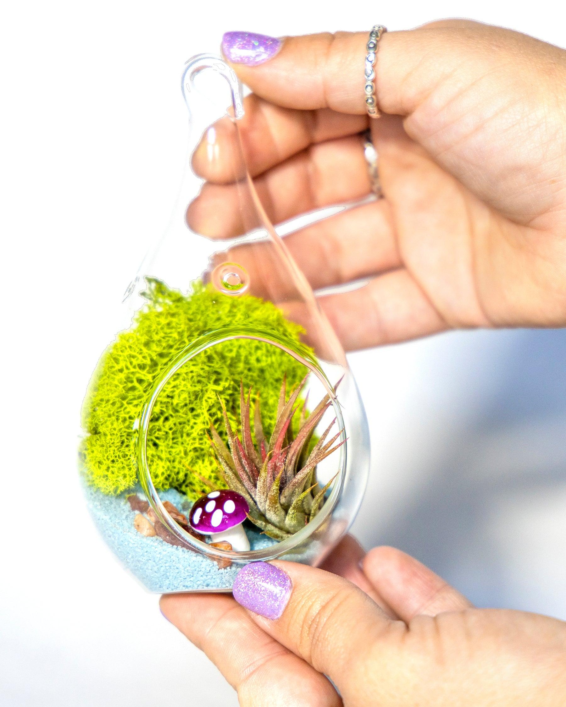 5" Glass Air Plant Terrarium Kit | Tear Drop - Tampa soil911.com