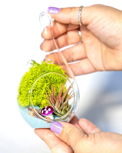5" Glass Air Plant Terrarium Kit | Tear Drop - Tampa soil911.com