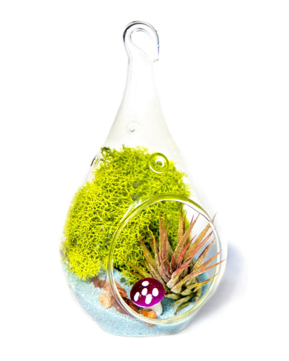 5" Glass Air Plant Terrarium Kit | Tear Drop - Tampa soil911.com