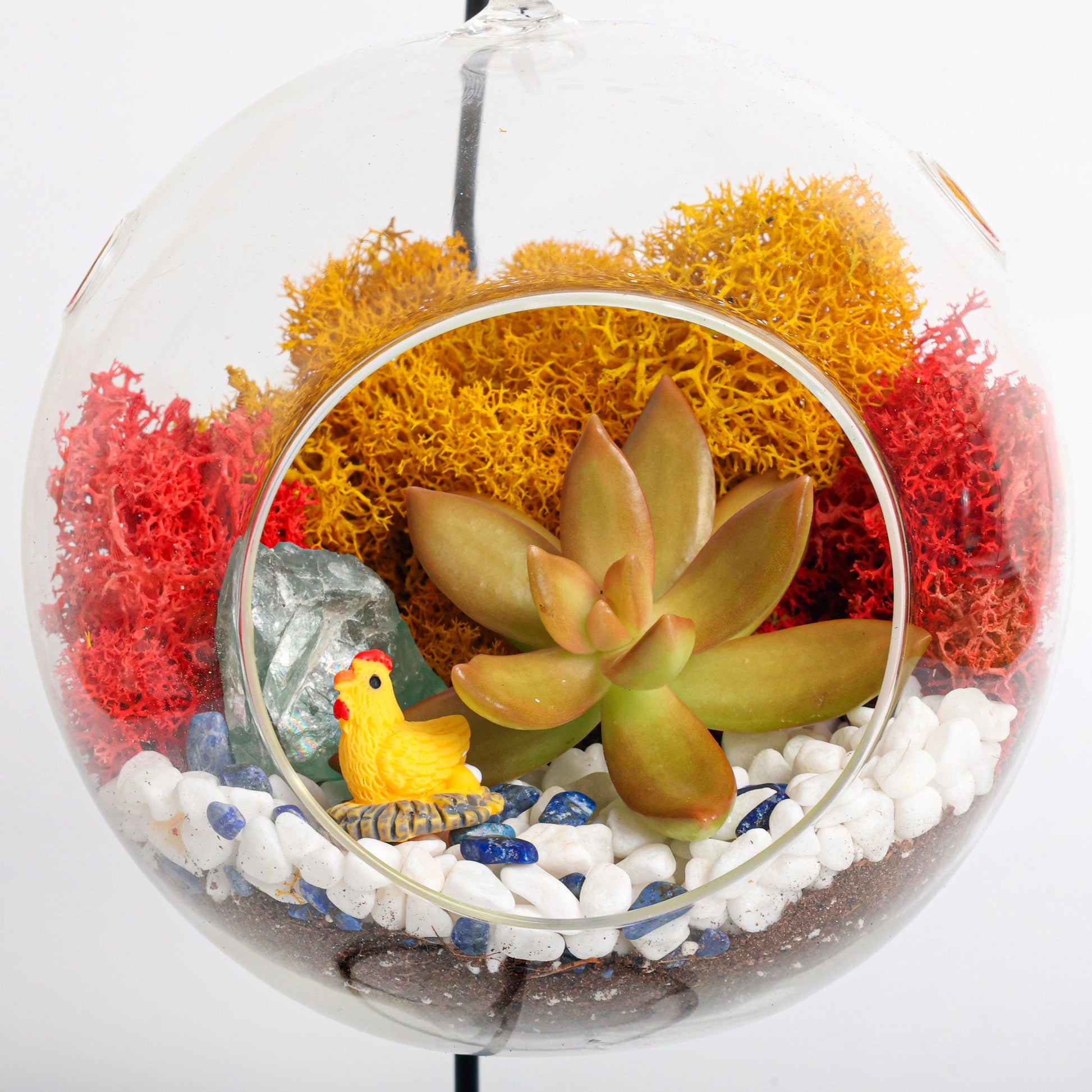 succulent garden indoor kit 5" Glass Globe Succulent Terrarium Kit – Tampa Home & Garden Store