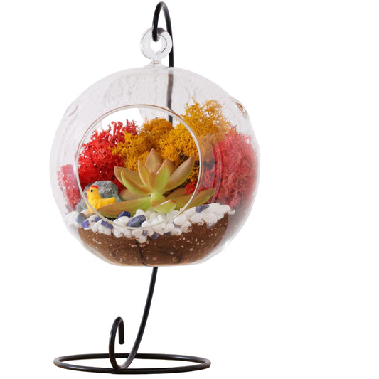 5" Glass Globe Succulent Terrarium Kit - Tampa Home & Garden Store