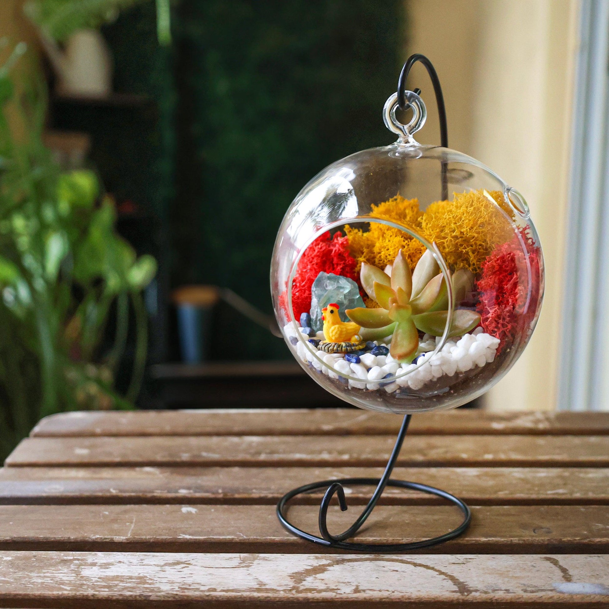 succulent terrarium kit with plants 5" Glass Globe Succulent Terrarium Kit – Tampa Home & Garden Store