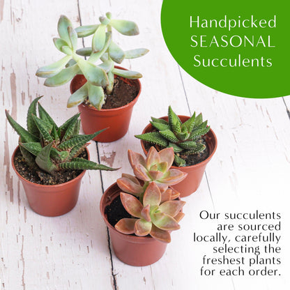 5" Glass Globe Succulent Terrarium Kit - Tampa Home & Garden Store