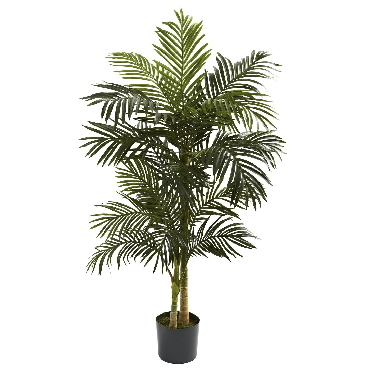 5’ Golden Cane Palm Tree - Tampa Home & Garden Store