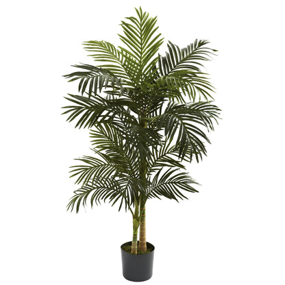 5’ Golden Cane Palm Tree - Tampa Home & Garden Store