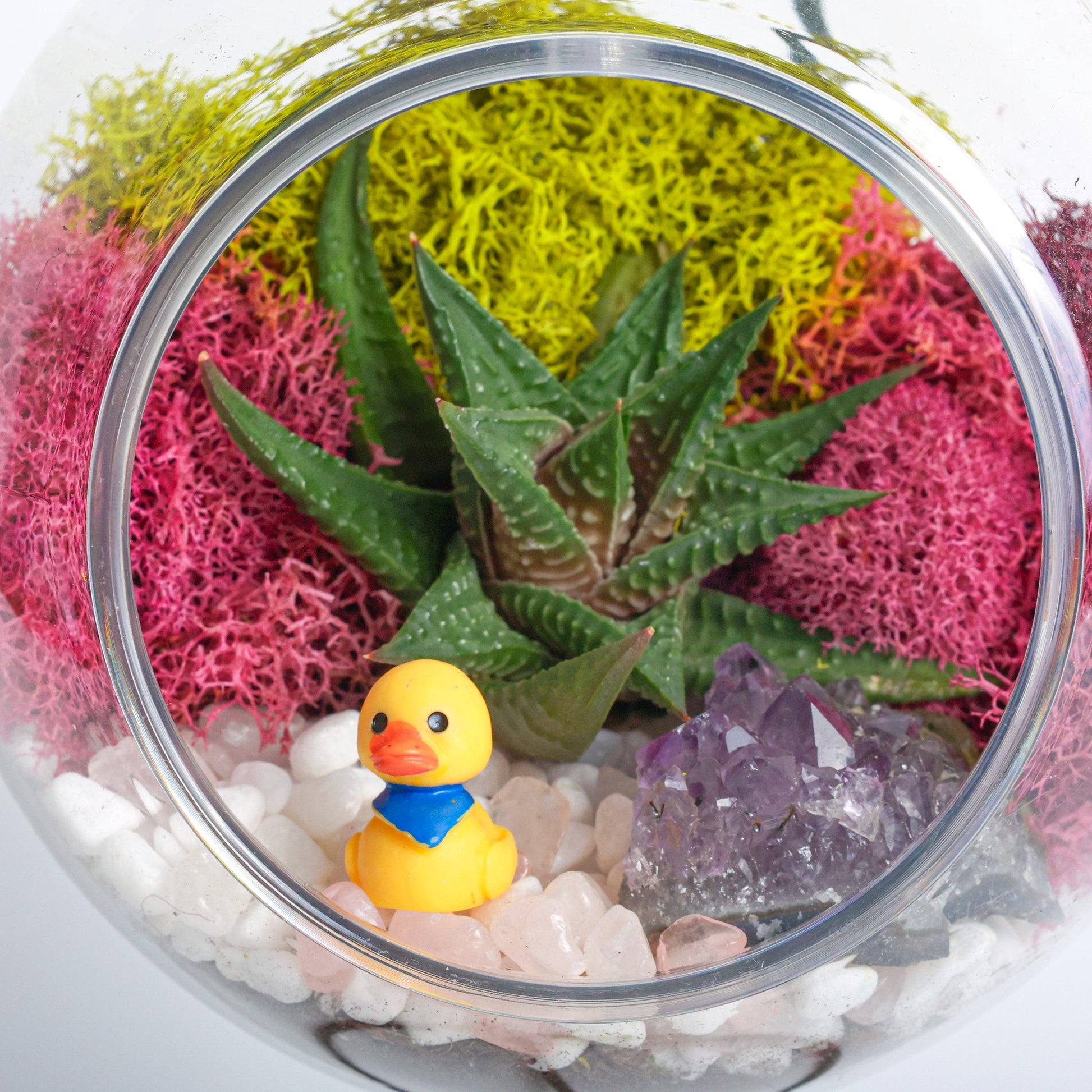 5" Kid Friendly Succulent Terrarium Kit | Acrylic Globe - Tampa soil911.com