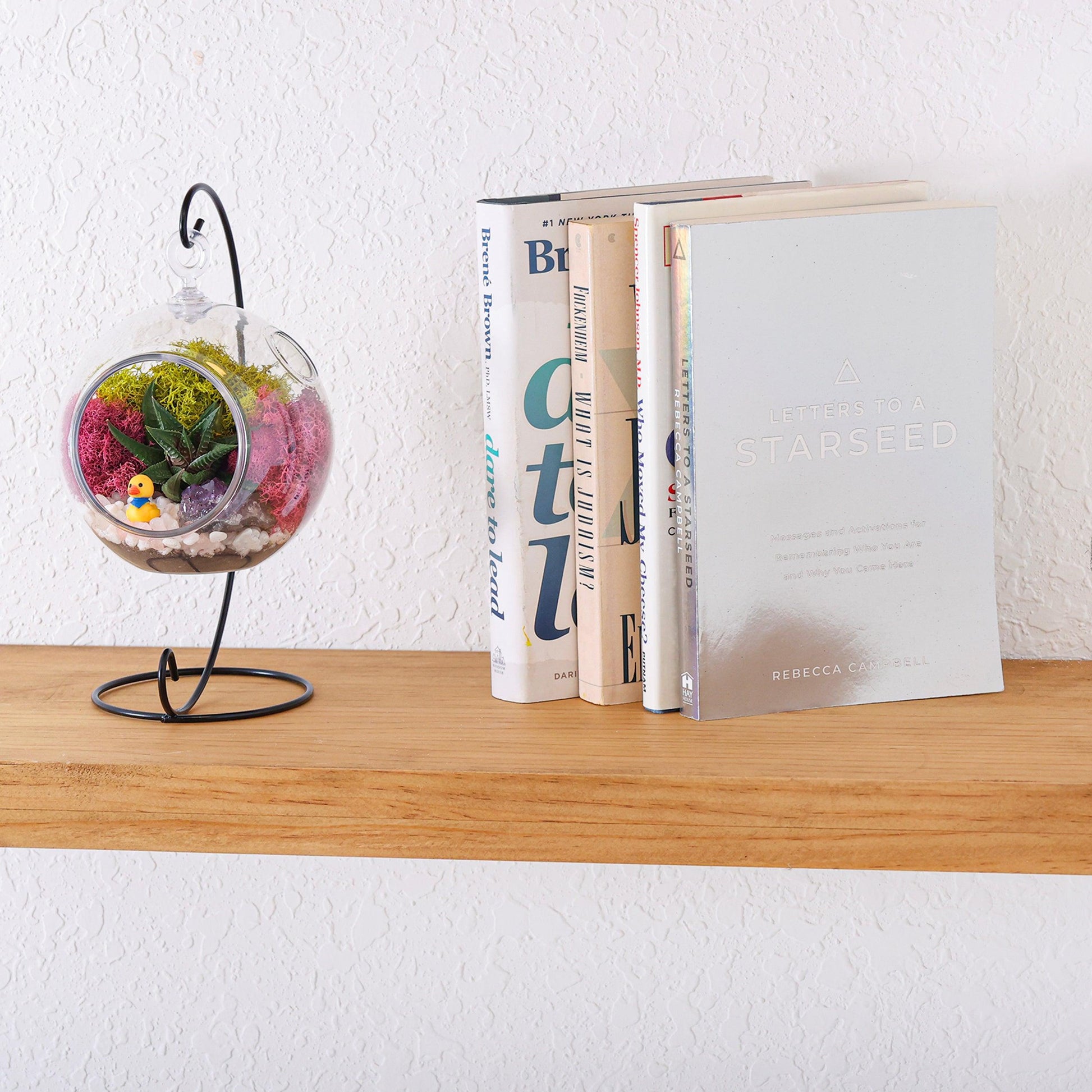 5" Kid Friendly Succulent Terrarium Kit | Acrylic Globe - Tampa soil911.com