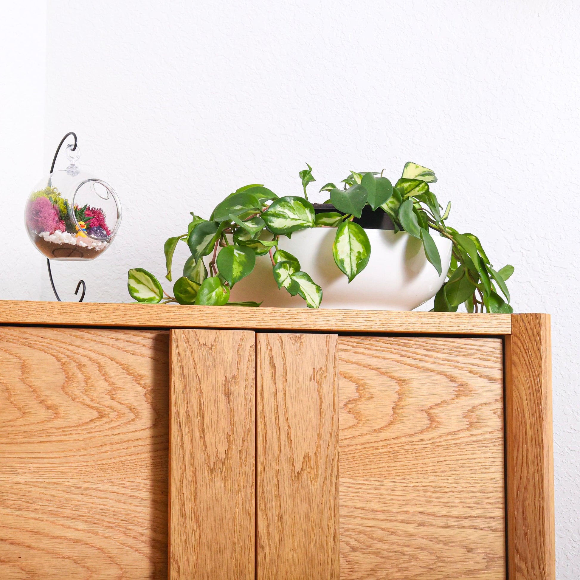 5" Kid Friendly Succulent Terrarium Kit | Acrylic Globe - Tampa soil911.com